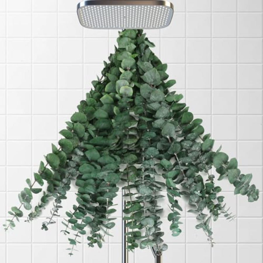 乾燥したユーカリの茎、シャワー用、17インチの天然本物のユー - Home Fragrance Eucalyptus のレビューと価格